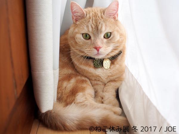 「ねこ休み展 冬 2017」東京・浅草橋で - 猫の日限定の“猫似顔絵”企画も
