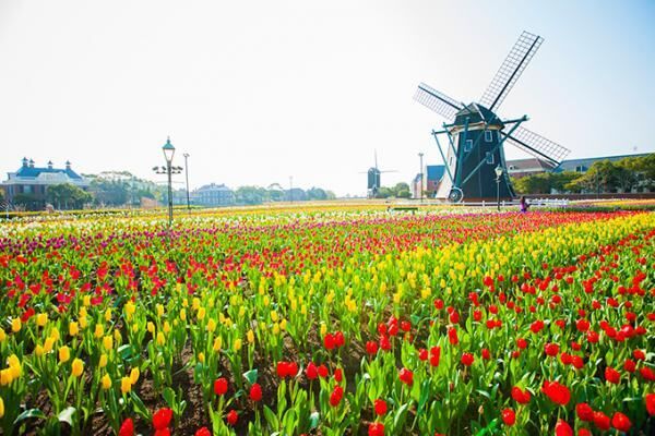 ハウステンボス「チューリップ祭」- 風車が回る田園風景に色鮮やかな花々