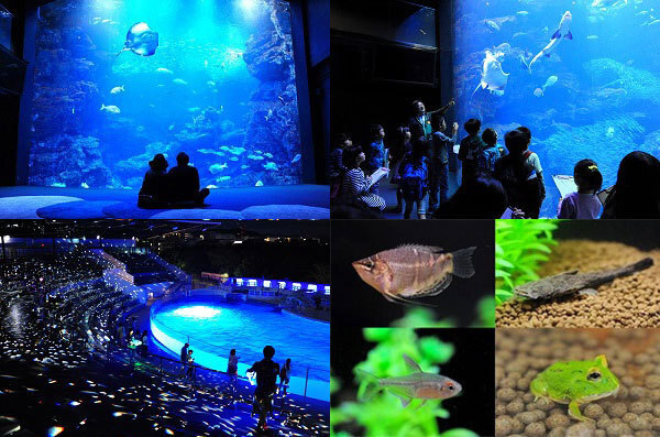 京都水族館のバレンタイン「夜のすいぞくかん」夜景に浮かぶイルカの姿、ランタンの光で幻想的な夜に