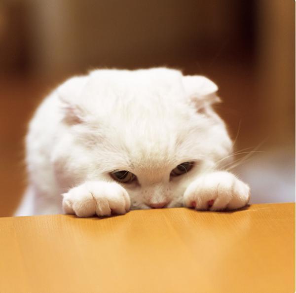 写真集『ねこのおてて』まるでクリームパンのような、40匹を超える猫の手を特集