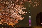 東京スカイツリーを世界一高い桜に見立てた特別ライティング‟舞”、さくらのフードメニューも