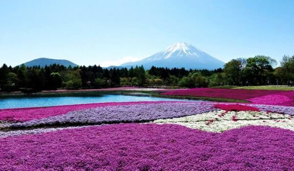 「富士芝桜まつり」山梨・富士河口湖で - 大道芸フェスやうまいものフェスも同時開催