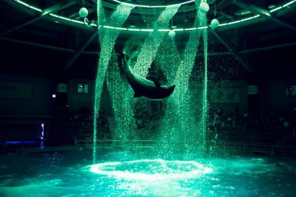 水族館アクアパーク品川「フラワーアクアリウム バイ ネイキッド」海×花の幻想空間で新生イルカショー