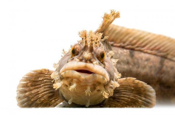 大阪・海遊館で企画展「顔博」を開催 - かわいい顔やユニークな顔の魚が集合