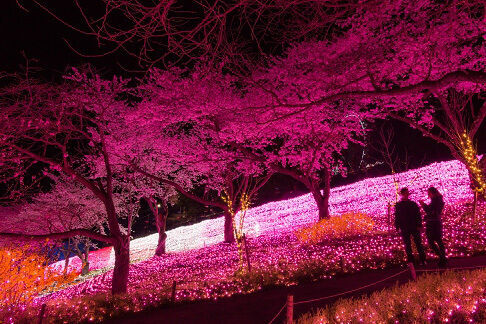 神奈川「さがみ湖桜まつり2017」夜桜イルミネーション・約2500本の桜と600万球の光の競演