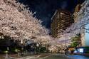 アークヒルズの「さくらまつり」約1kmのソメイヨシノをライトアップ＆特別公開される“秘密の庭園”