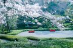 白金台・八芳園「サクラ フェスティバル」5種の桜がライトアップ、旬の野菜や寿司が入った花見弁当も