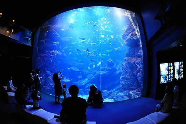 京都鉄道博物館×京都水族館「ナイトミュージアムツアー」SLの検修庫、幻想的な大水槽を120名限定で