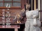 岩合光昭の新作写真展「ねこの京都」日本橋と京都伊勢丹にて - 京都で生活するねこ約160点を展示