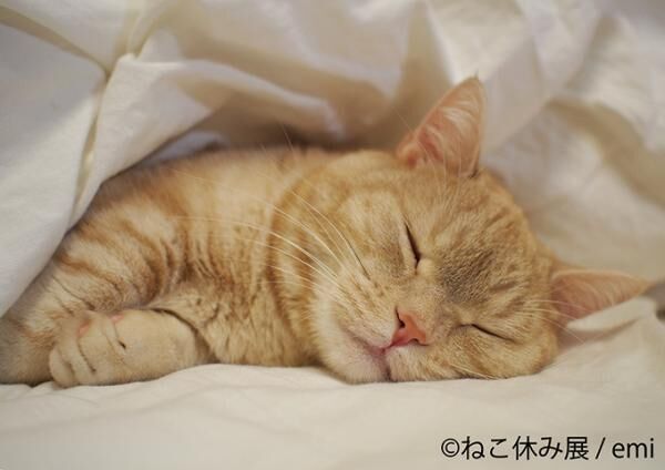 「ねこ休み展」SNS界の“スター猫”が静岡に集結 - 滋賀ではしょんぼり顔の“ふーちゃん”新写真展