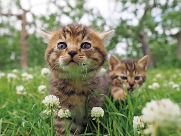 ドキュメンタリー映画『劇場版 岩合光昭の世界ネコ歩き』"コトラとその家族"や世界のネコたちの生きる姿