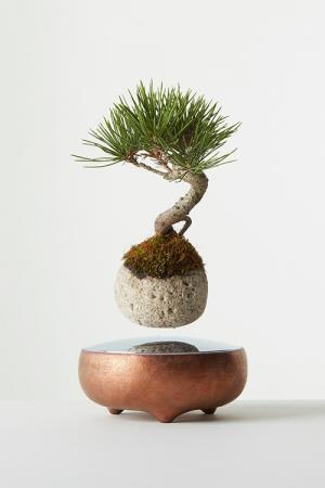 「空中盆栽」東京・仙台、名古屋、静岡、京都で発売決定 - 宙に浮く、新しい植物インテリア