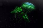 アディダスから暗がりで光を放つコラボスニーカー、「世界一危険なクラゲ」モチーフ