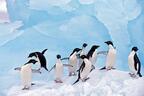 「南極・北極展」玉川髙島屋S・Cで開催 - 極地の大自然や人々の営みが学べるイベント