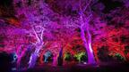 チームラボ、山口・宇部市ときわ公園で「呼応する森と彫刻」開催 - アートで光り輝く夜の公園