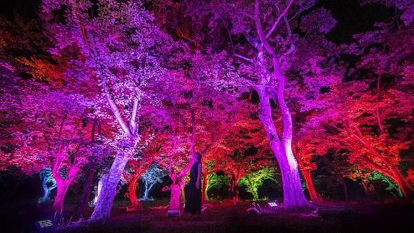 チームラボ、山口・宇部市ときわ公園で「呼応する森と彫刻」開催 - アートで光り輝く夜の公園