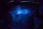 「ナイトワンダーアクアリウム 2017 ～満天の星降る水族館～」新江ノ島水族館で開催