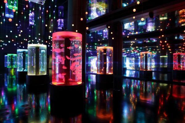 「花火アクアリウム バイ ネイキッド」イルカショーが大迫力の花火で彩られる、アクアパーク品川にて