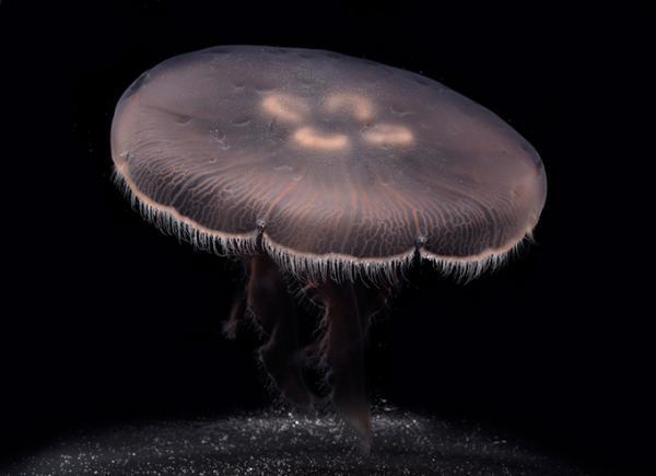 新江ノ島水族館「クラゲの9月」クラゲを月に見立てた展示や飼育のバックヤード見学など