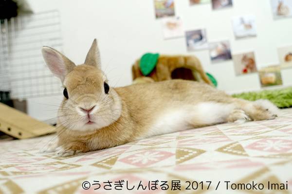うさぎの写真展「うさぎしんぼる展 2017」東京・浅草橋で開催、オリジナルの限定グッズ販売も