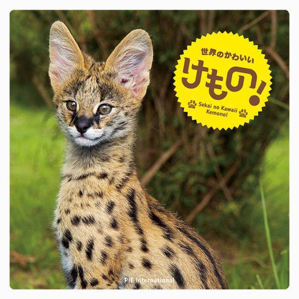 書籍『世界のかわいい け も の！』アルパカ、アライグマ、カワウソなど約41種類が勢ぞろい