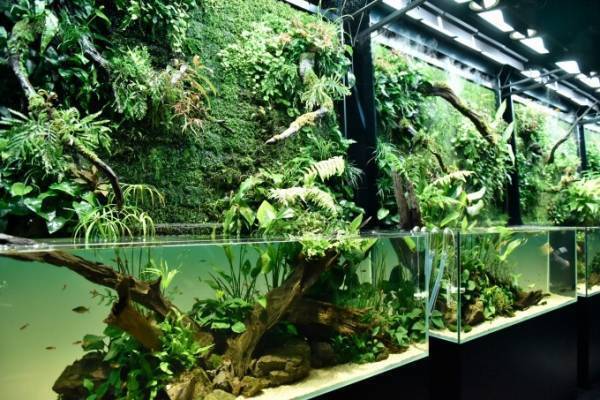 「ネイチャーアクアリウム」水景クリエイター天野尚の展覧会、大自然を凝縮した巨大な“水草水槽アート”
