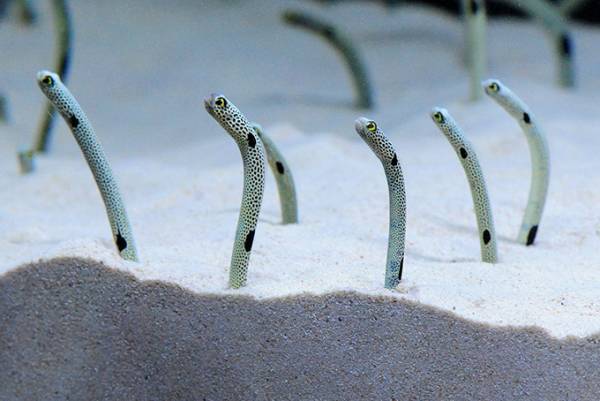 京都水族館で「ちんあなご」の特別展示 - 砂の中を観察できる水槽やムービー、ARゲームも