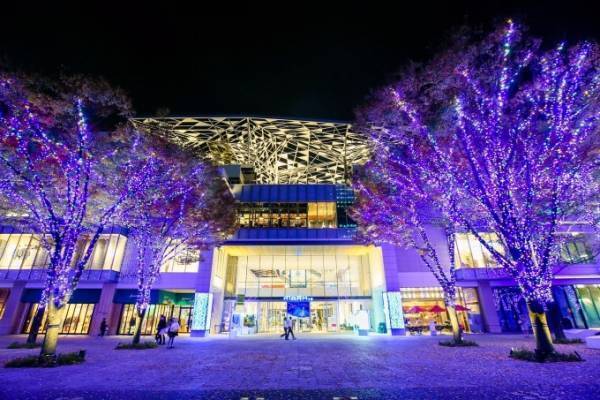 みなとみらいエリア最大イルミネーションがグランモール公園で、3色のLEDで彩るケヤキ並木