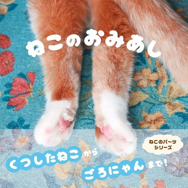 写真集『ねこのおみあし』“くつしたねこ”から“ごろにゃん”まで、魅力たっぷりな後ろ足に注目