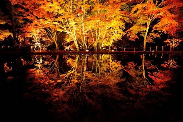 岐阜・曽木公園「もみじライトアップ」水鏡を彩る幻想的な&quot;逆さもみじ&quot;