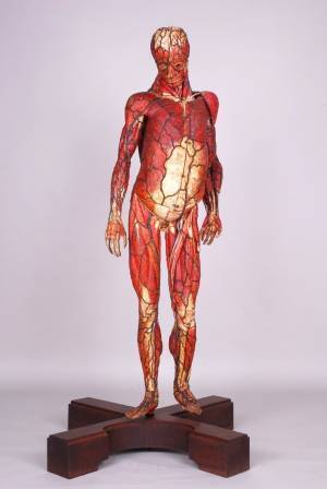 「人体 －神秘への挑戦－」展が国立科学博物館で、ダ・ヴィンチの書物や4K映像に見る人体の秘密