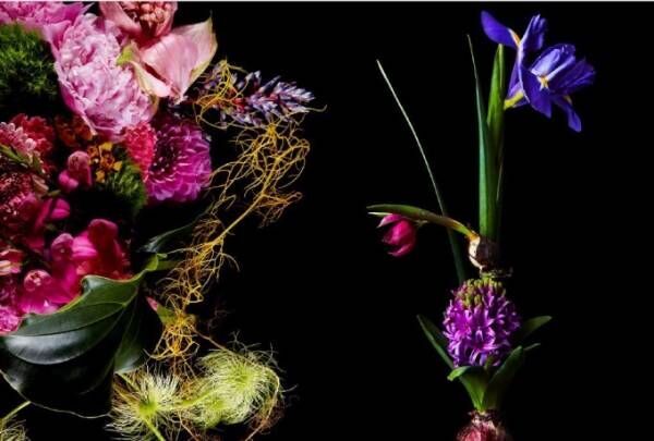 東信×椎木俊介の写真集『Time of Life 植物図鑑』鮮烈な花々が生命の尊さを教える