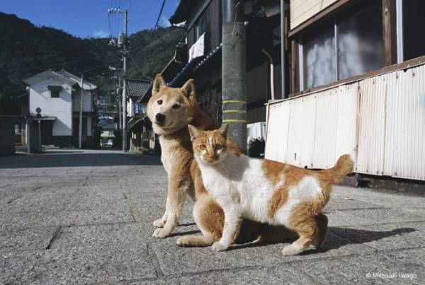 岩合光昭写真展「ねこといぬ」西武池袋本店で、18年戌年にちなみネコとイヌが仲良くコラボ