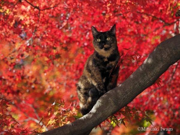 岩合光昭写真展「ねこの京都」名古屋＆大阪で、四季折々"京の猫"写真180点