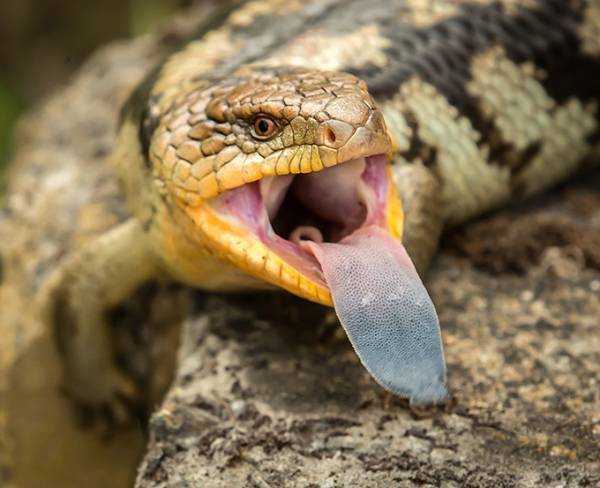 サンシャイン水族館「ざんねんないきもの展」一生懸命なのにどこか"ざんねん"な生き物たちが集結