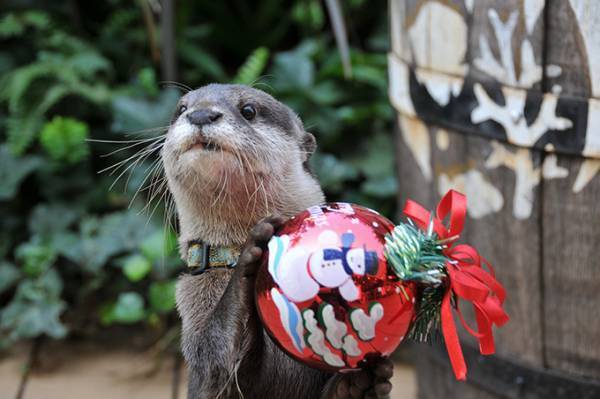 サンシャイン水族館のクリスマス、オーナメントで遊ぶカワウソ＆ピングーとコラボしたツリーも