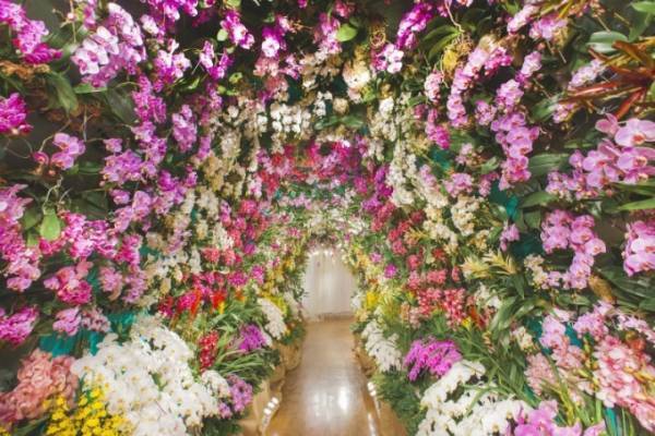 国内最多200品種超の胡蝶蘭を飾る「大胡蝶蘭展」長崎・ハウステンボスで - ”蘭のトンネル”も