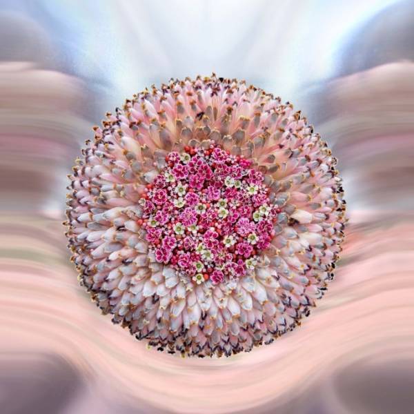 ニコライ バーグマン最大規模のフラワーアート展が太宰府天満宮で - 2050年の花見を表現