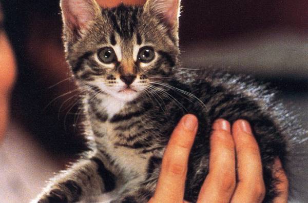 「ロシアン・カルト」新宿・ケイズシネマで、エイゼンシュテイン幻の映画など10作を35mmで上映