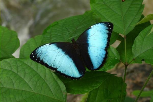 国立科学博物館初「昆虫」にフォーカスした大規模特別展を開催