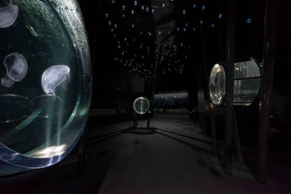海遊館、新クラゲエリア「海月銀河」オープン - 宇宙にいるような浮遊感をクラゲと体感