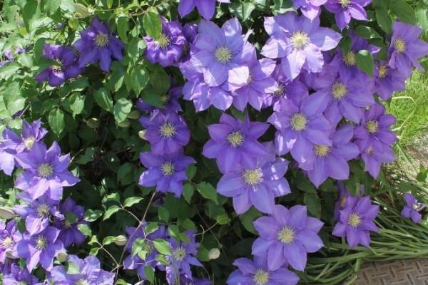 「春の花々とクレマチス展」が池袋サンシャインシティで開催、クレマチス約100品種の展示販売