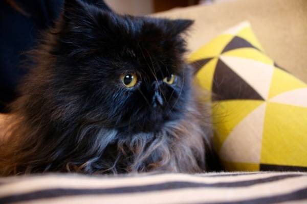 「ネコのいる暮らし展Vol.4  POMPOMCAT」青山バイパルコで、猫の映像や写真&1点物グッズ