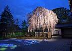京都・高台寺にて「春の特別拝観」、プロジェクションマッピング＆ライトアップで楽しむ夜桜