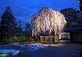 京都・高台寺にて「春の特別拝観」、プロジェクションマッピング＆ライトアップで楽しむ夜桜