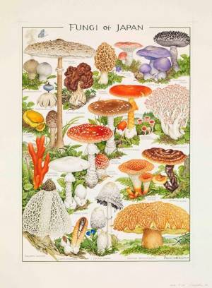 きのこの肖像画「小林 路子 菌類画の世界～きのこに会いにいきましょう！～」京都で開催