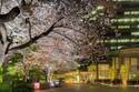 「御殿山さくらまつり2018」品川で - ライトアップや東京マリオットホテル限定メニュー