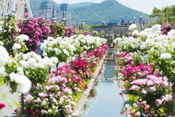 長崎・ハウステンボスで「2,000品種120万本のバラ祭」バラの絶景が楽しめるカフェも