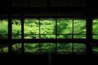 京都・瑠璃光院で初の“青もみじ”ライトアップ、通常非公開の人気寺院で楽しむ初夏の京都
