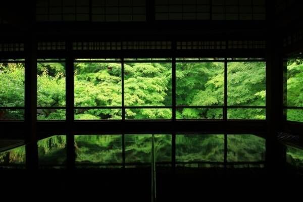 京都・瑠璃光院で初の“青もみじ”ライトアップ、通常非公開の人気寺院で楽しむ初夏の京都